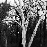 IMG_5013 - Version 2B&W